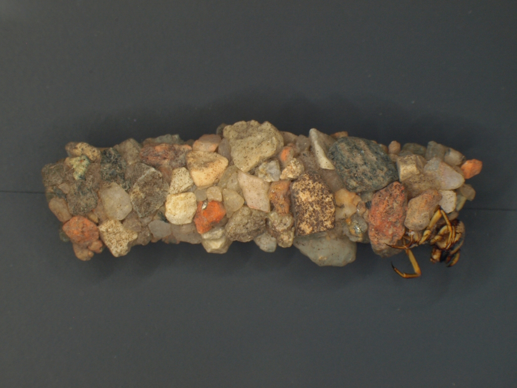 Limnephilus rhombicus 2